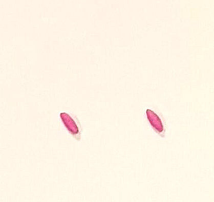 Step 7